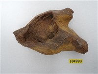 藏品(大型動物肢胛骨化石)的圖片